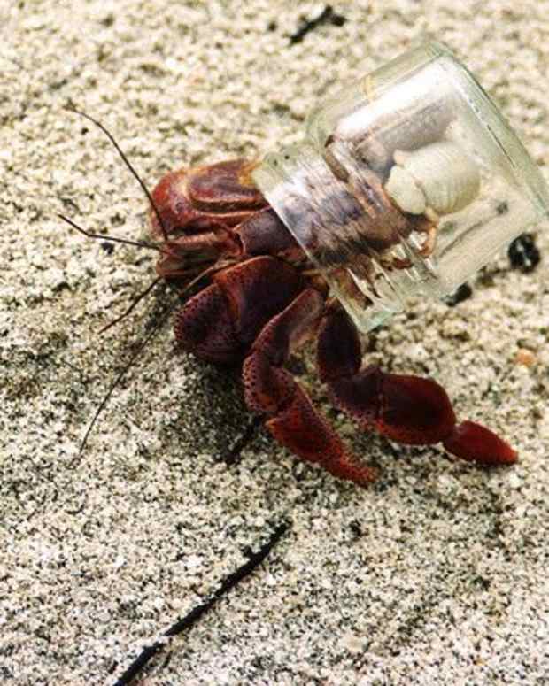 100+ Great Ideas for Hermit Crab Names (From Bubbles to Wave) PetHelpful By fellow animal