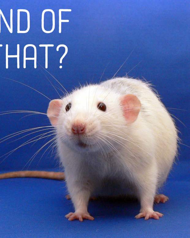 Fancy Rat Varieties Fur Color, Eye Color, Coat Type, and Markings