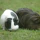 Guniea Pigs. Used by permission.