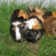 Two rough-haired and one smooth-haired tortoiseshell and white guinea pigs.