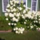 Limelight Hydrangea