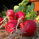 Radish seeds germinate within days. Whether you plant them in individual pots or with other plants in large containers, you'll reap delicious rewards.