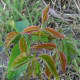 Above, new spring growth on a poison ivy plant appears red.