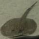 Teacup Stingray