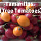 Colored tamarillos. I prefer to eat the yellow variety because they are milder in taste and sweeter.