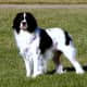 Abby was our Springer Spaniel. Sorry to say, she has passed over to the
Rainbow Ridge.