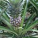Pineapple plant. You can grow your own!