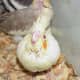 Baby Lutino Cockatiel