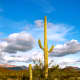 Saguaro cacti