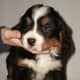 Look at the size of the paws are on this 40-day  old Bernese Mountain dog puppy!
