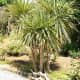 The Cordyline australis is a hardy plant that can survive harsh conditions and requires little maintenance to grow.