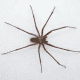 Brown recluse spiders are shy and nocturnal, so many people may live with them without even knowing it.