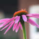 Purple Coneflower