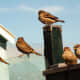 Several house sparrows perched in an urban environment