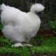 five-weird-and-uncommon-chicken-breeds