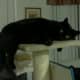 Phoebe on her favorite perch.