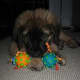 A Leonberger puppy. Aren't they cute?