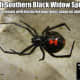 The Southern black widow spider females can be easily identified by the distinctive hourglass shape on their abdomens.