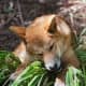 An adult dingo.