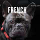Yes, French Bulldogs are French, but their ancestors originated from elsewhere.