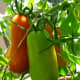 growing-san-marzano-tomato-plants