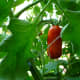 One of the last tomatoes of the 2013 season.