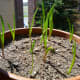 how-to-grow-garlic-in-a-pot