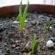 how-to-grow-garlic-in-a-pot