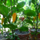 Ripe Fatalii peppers hanging from the plant. 