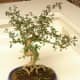 A seriss bonsai, or snow rose
