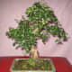 Fukien tea bonsai