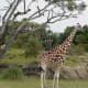 Giraffes on the safari ride