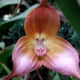 Dracula gigas is another example of an orchid that looks like a monkey.