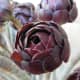 Rich chocolate or purple color of the dry summer phase
