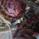shiny-chocolate-rosettes-cluster-this-aeonium-succulent