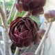 shiny-chocolate-rosettes-cluster-this-aeonium-succulent