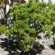 crassula-ovata-jade-plant