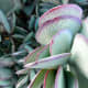Closeup of the Silver Jade