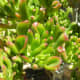 Close up of the Crassula ovata 'gollum'.
