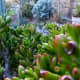 The Gollum in the foreground and the two other jade plants in the background at the top.
