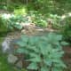 growing-and-dividing-hosta-plants