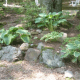 growing-and-dividing-hosta-plants