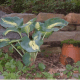 growing-and-dividing-hosta-plants