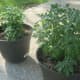 About three weeks later, both plants are going strong.