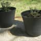 Potted mums, watered, in the sun. We'll be watching and caring for them.