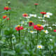 Zinnia & shasta daisies