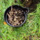 Wet leaves (to be applied to stump)