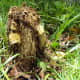 Trimmed stump (front view)