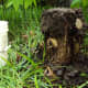 Dirt applied to top of stump