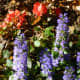 Ajuga in bloom in our garden areas